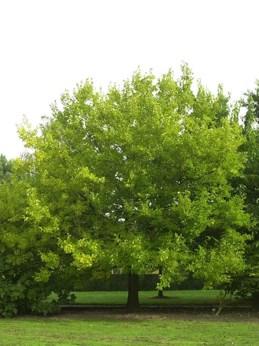 Morus Alba, Weiße Maulbeere 2 Morus Alba, Weiße Maulbeere – Bild 2