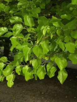 Morus Alba, Weiße Maulbeere 5 Morus Alba, Weiße Maulbeere -Gartenbedarfs Geschäft morus alba blatt 1280x1280