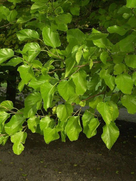 Morus Alba, Weiße Maulbeere 3 Morus Alba, Weiße Maulbeere – Bild 3