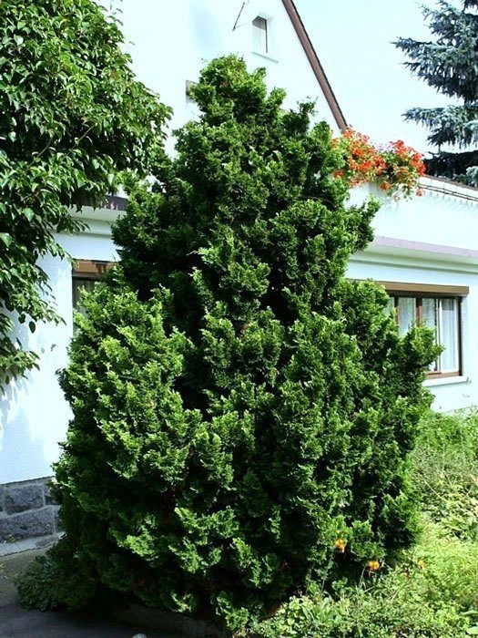 Chamaecyparis Obtusa 'Nana Gracilis', Kleine Muschelzypresse 1 Chamaecyparis Obtusa 'Nana Gracilis', Kleine Muschelzypresse