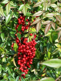 Nandina Domestica 'Fire Power', Himmelsbambus