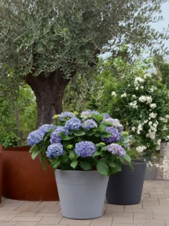 Pflanzkübel Napoli 5 Pflanzkübel Napoli -Gartenbedarfs Geschäft napoli stimmung 1280x1280