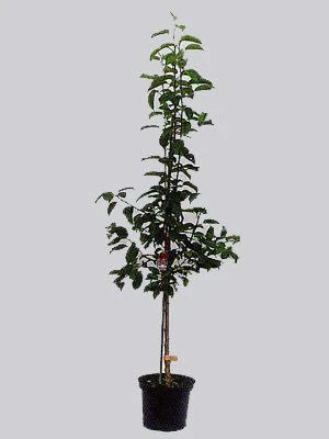 Nektarine 'Flavortop' 2 Nektarine 'Flavortop' – Bild 2