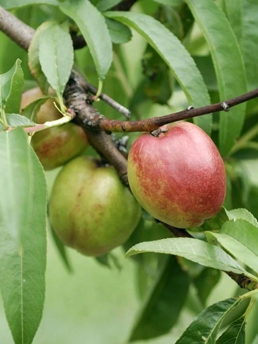 Nektarine 'Flavortop' 1 Nektarine 'Flavortop'