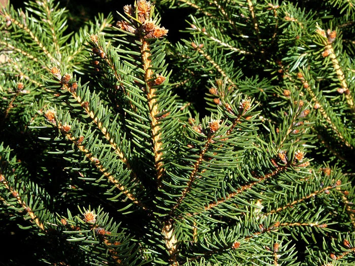 Picea Abies 'Nidiformis', Nest-Fichte 2 Picea Abies 'Nidiformis', Nest-Fichte – Bild 2