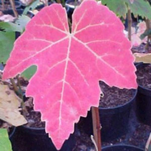 Kernarme Tafeltraube New York Muscat 2 Kernarme Tafeltraube New York Muscat – Bild 2