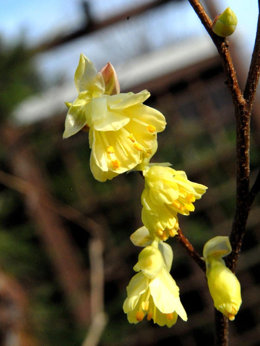 Corylopsis Pauciflora, Niedrige Scheinhasel 1 Corylopsis Pauciflora, Niedrige Scheinhasel