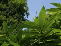 Sasa Palmata 'Nebulosa', Niedriger Großblattbambus 7 Sasa Palmata 'Nebulosa', Niedriger Großblattbambus -Gartenbedarfs Geschäft niedriger grossblattbambus 1280x1280