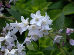 Deutzia Rosea, Niedriger Maiblumenstrauch -Gartenbedarfs Geschäft niedriger maiblumenstrauch61a4d02bbae13 1280x1280