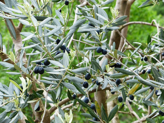Olea Europaea, Olive 3 Olea Europaea, Olive – Bild 3