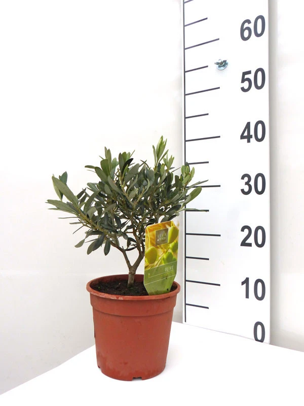 Olea Europaea, Olive 1 Olea Europaea, Olive
