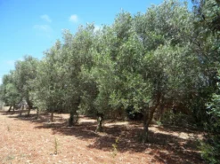 Olea Europaea, Olive 9 Olea Europaea, Olive -Gartenbedarfs Geschäft olivenbaum5c1ca8678ae90 1280x1280