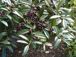 Prunus Laurocerasus 'Otto Luyken', Kirschlorbeer 5 Prunus Laurocerasus 'Otto Luyken', Kirschlorbeer -Gartenbedarfs Geschäft otto luyken beeren 1280x1280