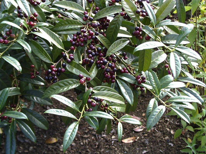 Prunus Laurocerasus 'Otto Luyken', Kirschlorbeer 3 Prunus Laurocerasus 'Otto Luyken', Kirschlorbeer – Bild 3