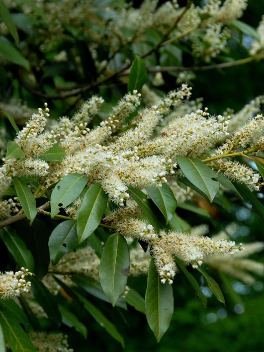 Prunus Laurocerasus 'Otto Luyken', Kirschlorbeer 1 Prunus Laurocerasus 'Otto Luyken', Kirschlorbeer