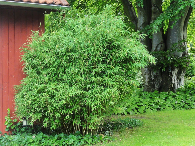 Fargesia Murielae 'Panda', Schirmbambus 1 Fargesia Murielae 'Panda', Schirmbambus