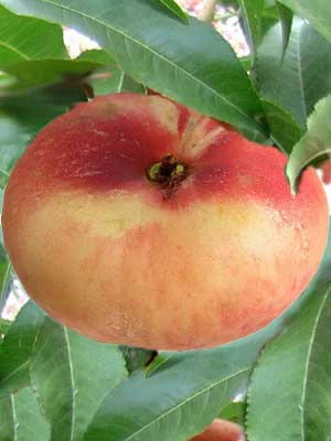 Tellerpfirsich, Plattpfirsich Paraguayo 2 Tellerpfirsich, Plattpfirsich Paraguayo – Bild 2