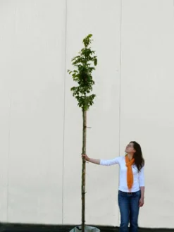 Parrotia Persica, Persischer Eisenholzbaum - Hochstamm 8 Parrotia Persica, Persischer Eisenholzbaum - Hochstamm -Gartenbedarfs Geschäft parrotia persica hochstamm 1280x1280