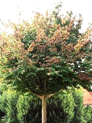 Parrotia Persica, Persischer Eisenholzbaum - Hochstamm 1 Parrotia Persica, Persischer Eisenholzbaum - Hochstamm