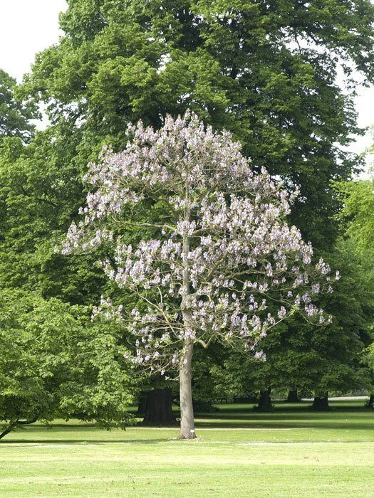 Paulownia Tomentosa, Blauglockenbaum 1 Paulownia Tomentosa, Blauglockenbaum