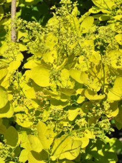 Cotinus Coggygria 'Golden Spirit'