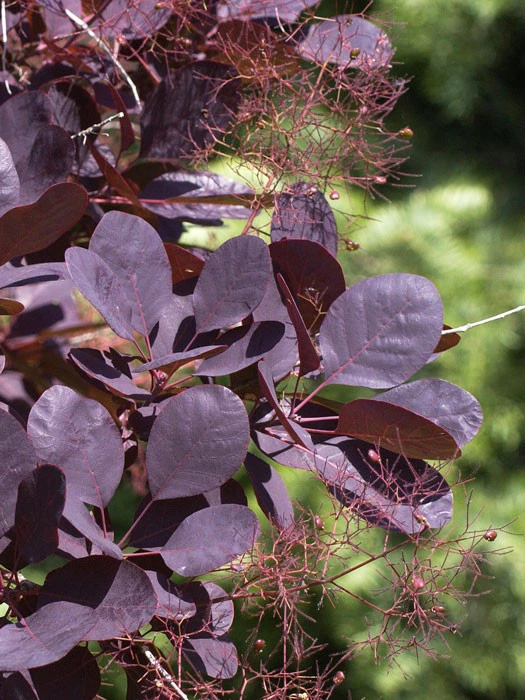 Cotinus Coggygria 'Royal Purple' 1 Cotinus Coggygria 'Royal Purple'