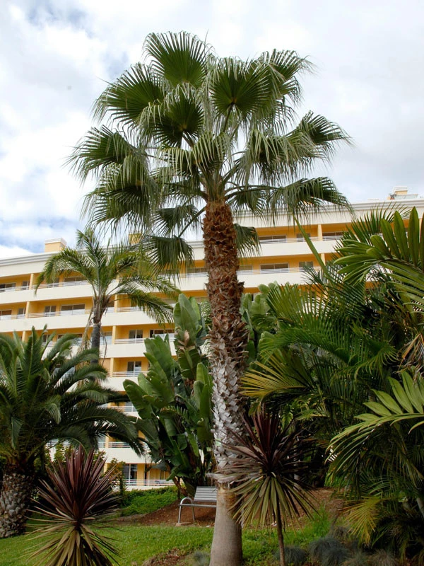 Washingtonia Robusta, Petticoatpalme 1 Washingtonia Robusta, Petticoatpalme