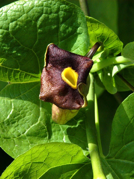 Aristolochia Macrophylla, Pfeifenwinde, Pfeifenblume, Gespensterpflanze 2 Aristolochia Macrophylla, Pfeifenwinde, Pfeifenblume, Gespensterpflanze – Bild 2