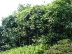 Pseudosasa Japonica, Pfeil-Bambus -Gartenbedarfs Geschäft pfeilbambus55599d9ea7d6f 1280x1280