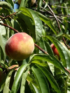 Pfirsich Kernechter Vom Vorgebirge