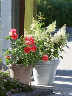 Pflanzkübel Milano -Gartenbedarfs Geschäft pflanzkuebel milano stim 2 1280x1280