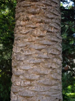 Kanarische Dattelpalme, Phoenix Canariensis 11 Kanarische Dattelpalme, Phoenix Canariensis -Gartenbedarfs Geschäft phoenix palme stamm 1280x1280