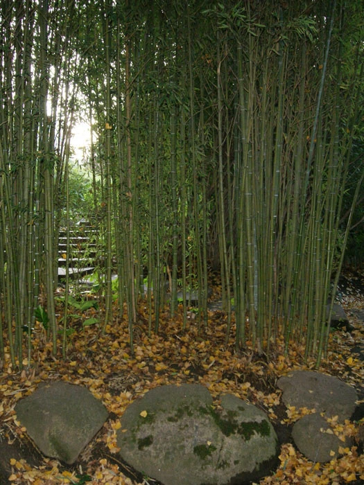 Phyllostachys Aurea, Gelber Bambus 1 Phyllostachys Aurea, Gelber Bambus