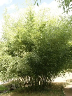 Phyllostachys Bissetii, Bisset-Bambus