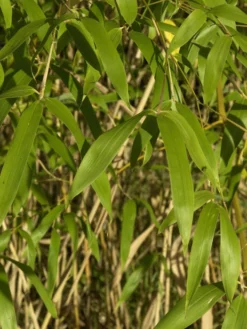 Phyllostachys Flexuosa, Lieblicher Bambus
