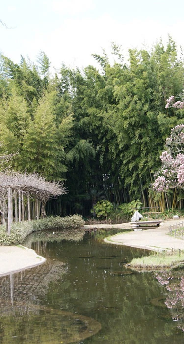 Phyllostachys Nigra 'Henonis', Goldhaar-Bambus 1 Phyllostachys Nigra 'Henonis', Goldhaar-Bambus