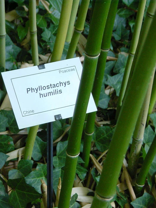 Phyllostachys Humilis, Bronze-Bambus 1 Phyllostachys Humilis, Bronze-Bambus