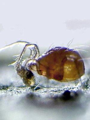 Phytoseiulus-Raubmilbe (Art.Nr. KB4480) 1 Phytoseiulus-Raubmilbe (Art.Nr. KB4480)