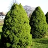 Picea Glauca 'Conica', Zuckerhut-Fichte