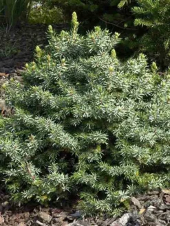 Picea Omorika 'Nana', Serbische Kegel-Fichte