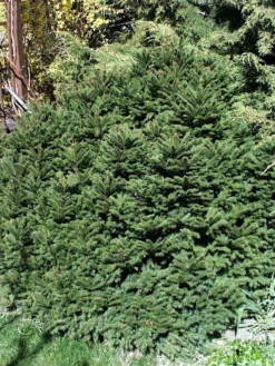 Picea Abies 'Nidiformis', Nest-Fichte