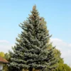 Picea Pungens 'Glauca', Blaufichte