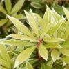 Pieris Japonica 'Variegata', Weissbuntes Schattenglöckchen