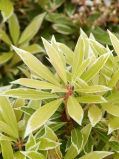 Pieris Japonica 'Variegata', Weissbuntes Schattenglöckchen