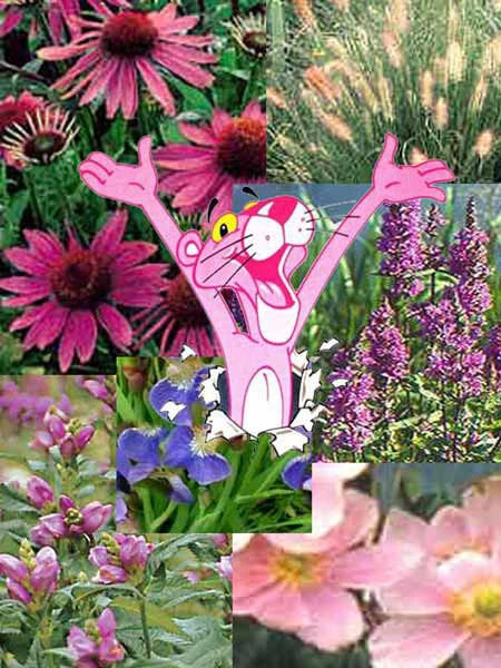 Stauden-Sortiment 'Pink Paradise' 46 Stück 1 Stauden-Sortiment 'Pink Paradise' 46 Stück