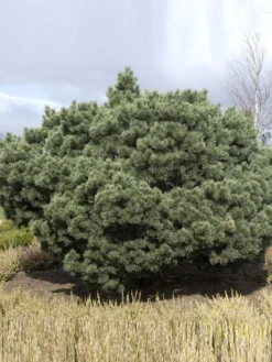 Pinus Sylvestris 'Watereri', Silberkiefer