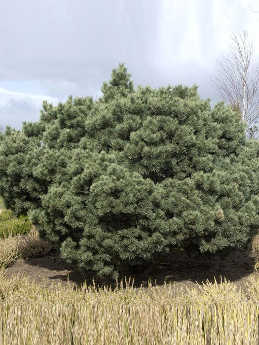 Pinus Sylvestris 'Watereri', Silberkiefer 1 Pinus Sylvestris 'Watereri', Silberkiefer
