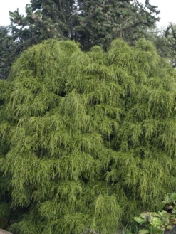 Chamaecyparis Pisifera 'Filifera Nana', Grüne Zwerg-Fadenzypresse