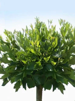 Platanus Hispanica 'Alphens Globe', Kugelplatane - Hochstamm