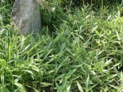 Pleioblastus Shibuyanus (variegatus) 'Tsuboi', Buntblättriger Zwergbambus 5 Pleioblastus Shibuyanus (variegatus) 'Tsuboi', Buntblättriger Zwergbambus -Gartenbedarfs Geschäft pleioblastus tsuboi blatt 1280x1280